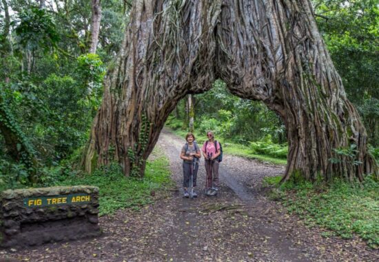 Arusha National Park Safari Day Tour Game Drive, Walking Safari & Canoeing
