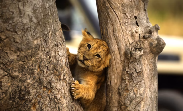 Tree-climbing-lion-cub-resting-on-an-acacia-branch-in-Lake-Manyara