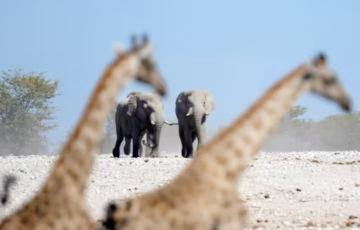 ABERDARE, LAKE NAKURU, MASAI MARA, ZANZIBAR