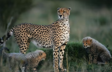 Experience the magic of Serengeti National Park on this short but unforgettable safari. Enjoy game drives across endless plains filled with lions, elephants, giraffes, and the Big Five. Perfect for travelers with limited time who want real African wildlife experience.