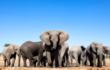 Discover Kenya’s most iconic parks. Masai Mara is world-famous for the Great Migration and Big Five sightings, while Amboseli offers breathtaking views of Mount Kilimanjaro and large elephant herds.
