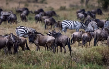 Experience the Great Wildebeest Migration in Tanzania with expertly guided migration safaris across Serengeti National Park. Witness river crossings, calving season, Big Five wildlife, and unforgettable safari adventures with Afronia Tours.